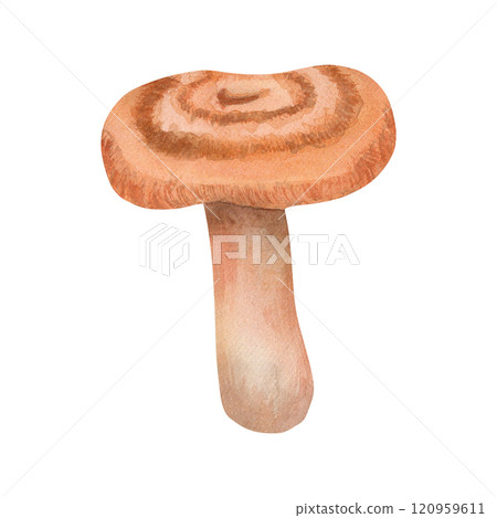 Volnushka mushroom. Watercolor illustration of a forest mushroom - saffron milk cap. The mushroom is hand-drawn in a botanical style, brown color. For your design Volnushka mushroom. Watercolor illustration of a forest mushroom - saffron milk cap. The mushroom is hand-drawn in a botanical style, brown color. For your design 120959611