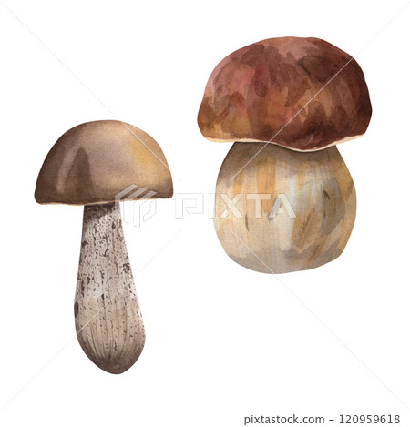 Set of edible mushrooms. Watercolor forest mushrooms boletus and porcini mushroom. Hand-drawn drawings for your design 120959618