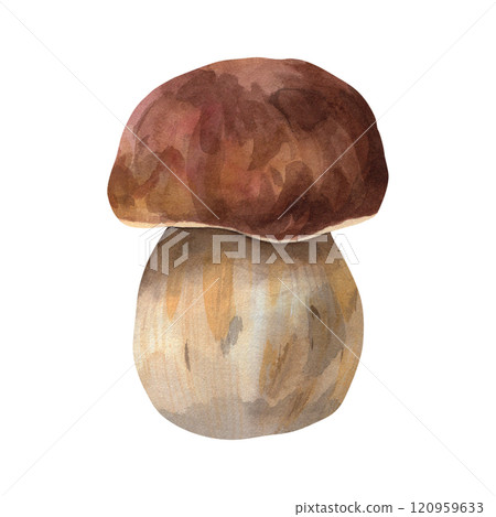 White mushroom. Watercolor illustration of a forest white mushroom. The mushroom is hand drawn in a botanical style, brown color. For your design 120959633