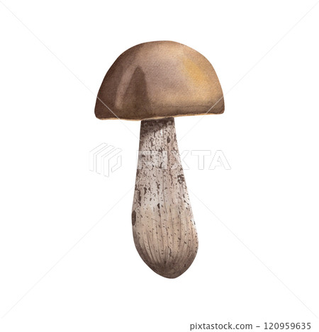 Boletus mushroom. Watercolor illustration of brown boletus. Forest mushroom and painted with watercolors in botanical style. For your design 120959635