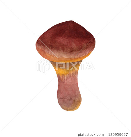Butter mushroom. Watercolor illustration of edible mushroom. Hand drawn forest mushroom in botanical style. For your design 120959637