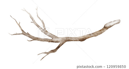 Watercolor illustration of a tree branch with rustic botanical elements. Drawing of isolated twigs and bark, perfect for nature-themed cards or invitations. Ideal for autumn or plant-based designs. Watercolor illustration of a tree branch with rustic botanical elements. Drawing of isolated twigs and bark, perfect for nature-themed cards or invitations. Ideal for autumn or plant-based designs. 120959850