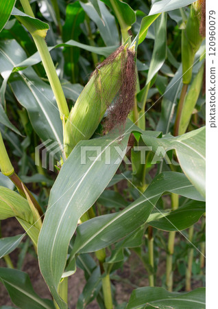 Growing maize crop plant with mature silk on cornfield natural background Growing maize crop plant with mature silk on cornfield natural background 120960079