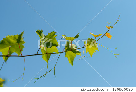 Grapevine twig with young spring leaves on blue sky 120960080