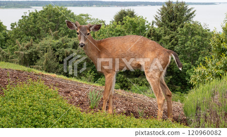 whitetail animal fallow. whitetail animal brown color. photo of whitetail animal outdoor. whitetail animal fallow. whitetail animal brown color. photo of whitetail animal outdoor. 120960082