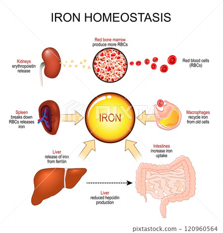 Iron homeostasis. Hemochromatosis and Iron deficiency anemia. 120960564