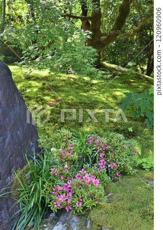 Shishido的杜鵑花 120960906