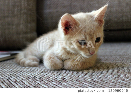 Small light-colored kitten resting on a textured surface in a cozy indoor setting while observing its surroundings 120960946