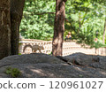 A squirrel on a rock in Central Park, New York City.  120961027