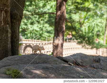 A squirrel on a rock in Central Park, New York City.  120961027