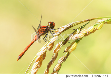 Natsu Akane（男性）停在稻田裡 120961341