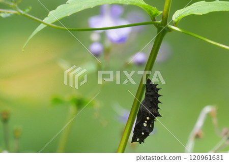 附著在藍綠菌莖上的貝母蛹 附著在藍綠菌莖上的貝母蛹 120961681