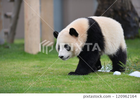 Yohama taking a walk 120962164