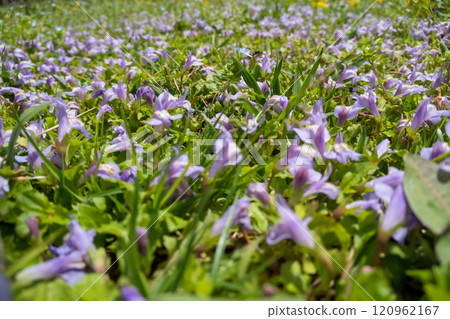 Purple moss flowers Purple moss flowers 120962167