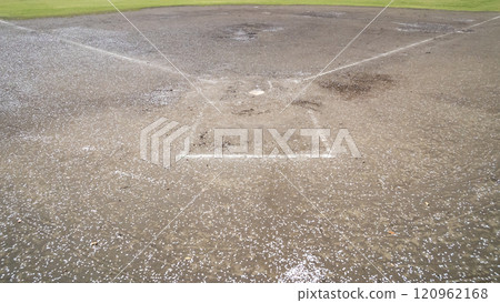 A baseball field with cherry blossom petals falling A baseball field with cherry blossom petals falling 120962168
