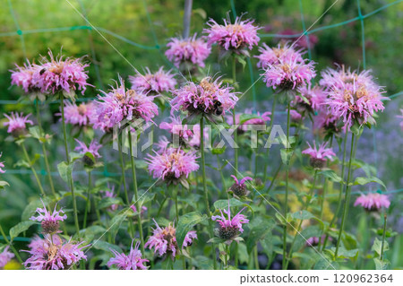 Monarda is blooming. Essential oil, honey-bearing and ornamental plant. Violet flowers in meadow. Cottage garden. 120962364