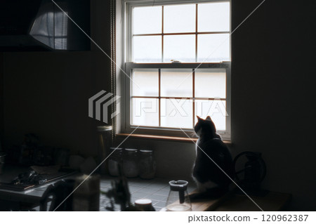 窗邊的貓 120962387