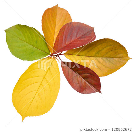 Green, yellow and red cherry tree leaves on isolated background, cyclicity of nature 120962672