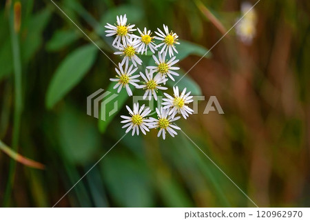 No comical 120962970