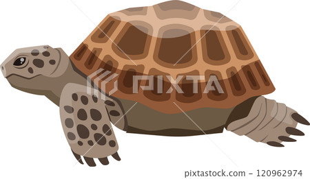 Russian tortoise walking gracefully, revealing its stunning patterned shell in a clean, isolated illustration. Showcasing the beauty of this resilient reptile in nature Russian tortoise walking gracefully, revealing its stunning patterned shell in a clean, isolated illustration. Showcasing the beauty of this resilient reptile in nature 120962974