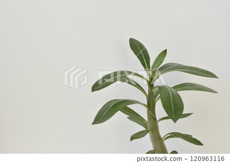 沙漠玫瑰 120963116