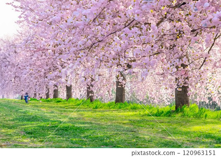 [Watercolor painting] Row of cherry blossom trees on the Chikuma River cherry bank, double cherry blossoms [Nagano Prefecture] 120963151