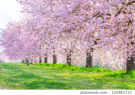 [Watercolor painting] Row of cherry blossom trees on the Chikuma River cherry bank, double cherry blossoms [Nagano Prefecture] 120963152