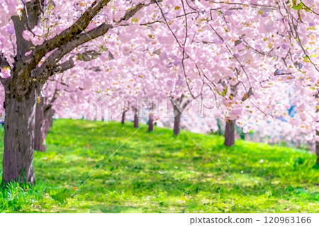 [Watercolor painting] Row of cherry blossom trees on the Chikuma River cherry bank, double cherry blossoms [Nagano Prefecture] 120963166