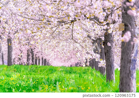[Watercolor painting] Row of cherry blossom trees on the Chikuma River cherry bank, double cherry blossoms [Nagano Prefecture] 120963175
