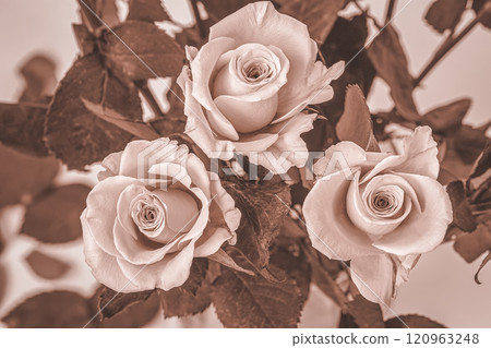 Delicate roses, soft beige background Delicate roses, soft beige background 120963248