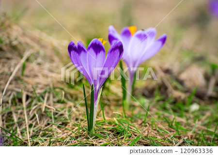 Spring crocus flowers in the grass, Easter seasonal background Spring crocus flowers in the grass, Easter seasonal background 120963336