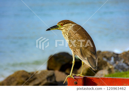 Bird perched on a fence at beach 120963462