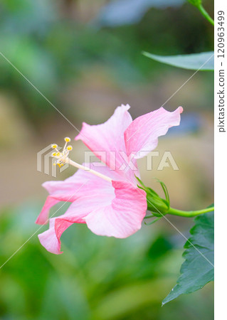 桃紅色木槿特寫鏡頭 桃紅色木槿特寫鏡頭 120963499
