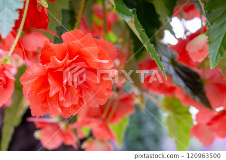 紅色花朵特寫圖片素材 紅色花朵特寫圖片素材 120963500