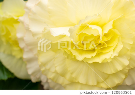 黃色花朵特寫圖片素材 黃色花朵特寫圖片素材 120963501