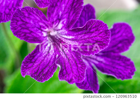 鏈果屬花的特寫鏡頭 120963510