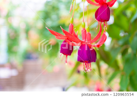 可愛的紫紅色花朵的特寫 可愛的紫紅色花朵的特寫 120963554