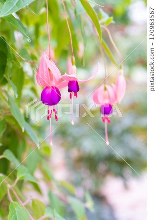 可愛的紫紅色花朵的特寫 可愛的紫紅色花朵的特寫 120963567
