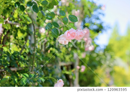 Refreshing Rose Flower New Dawn 120963595