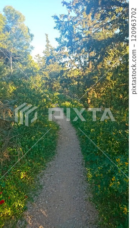 Athens, Greece - 30.3.2018: A peaceful dirt pathway winding through a lush forest illuminated by warm sunlight filtering through the trees on Lykavittos Hill with a sense of serenity and relaxation Athens, Greece - 30.3.2018: A peaceful dirt pathway winding through a lush forest illuminated by warm sunlight filtering through the trees on Lykavittos Hill with a sense of serenity and relaxation 120963702