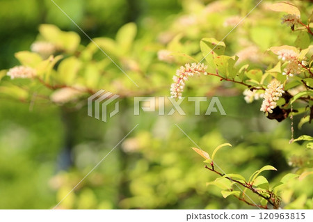 Cobanosuina花 120963815