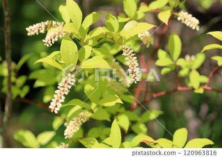 Cobanosuina花 Cobanosuina花 120963816