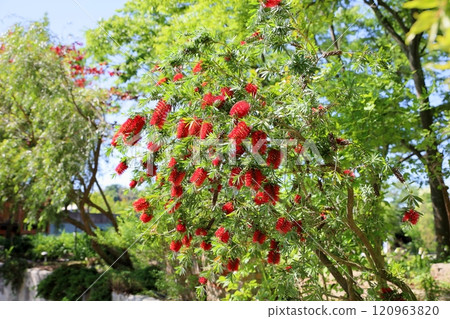 充滿活力的洗瓶刷花 120963820