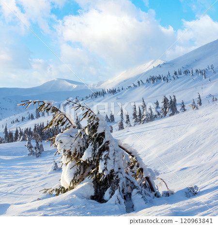Icy snowy fir trees on winter hill. 120963841