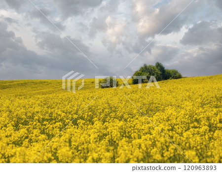 Spring rapeseed yellow blooming fields Spring rapeseed yellow blooming fields 120963893
