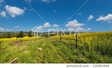 Spring rapeseed yellow blooming fields panoramic view, blue sky with clouds in sunlight. Natural seasonal, good weather, climate, eco, farming, countryside beauty concept. Spring rapeseed yellow blooming fields panoramic view, blue sky with clouds in sunlight. Natural seasonal, good weather, climate, eco, farming, countryside beauty concept. 120963894