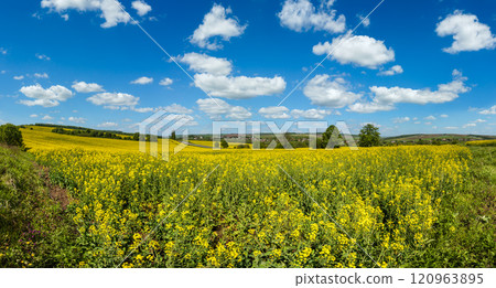 Spring rapeseed yellow blooming fields Spring rapeseed yellow blooming fields 120963895