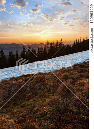 Sunset spring Carpathian mountains 120963969