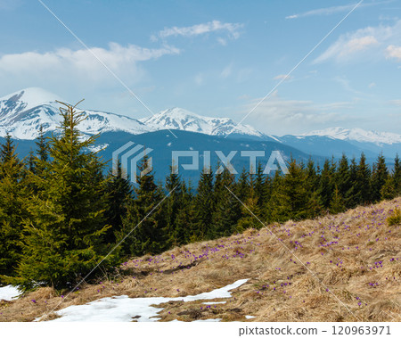 Purple Crocus flowers in spring mountains. Purple Crocus flowers in spring mountains. 120963971