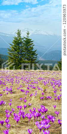 Purple Crocus flowers on spring mountain Purple Crocus flowers on spring mountain 120963973
